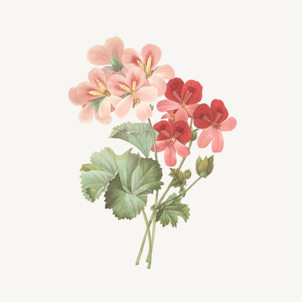 Christmas Gift Set Duo- Rose Geranium