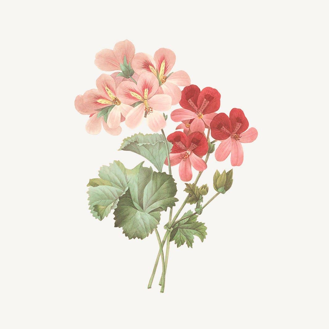 Christmas Gift Set Duo- Rose Geranium