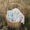 BABY BUNNY