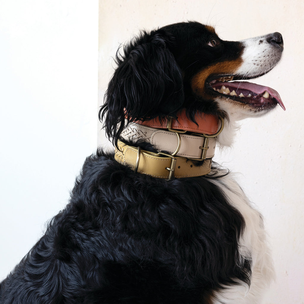 Braided Leather Dog Collar w/ Metal Buckle, Large